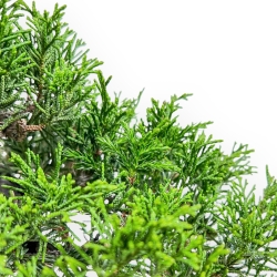 Juniperus Chinensis Itoigawa - Ginepro - 22 cm
