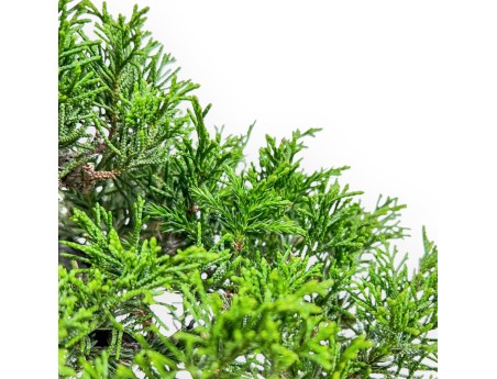 Juniperus Chinensis Itoigawa - Genévrier - 22 cm