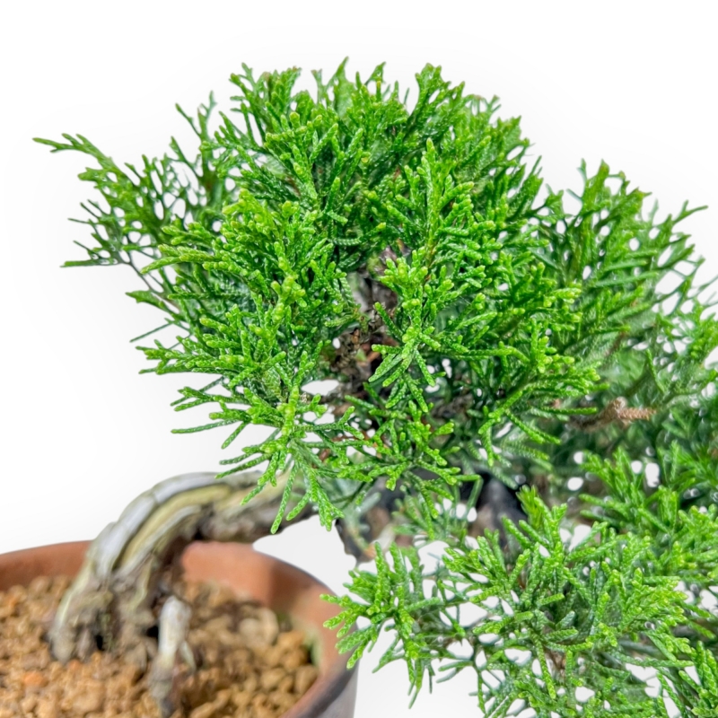 Juniperus Chinensis Itoigawa - Juniper - 22 cm