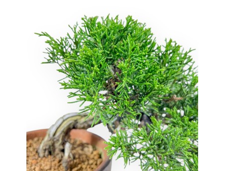 Juniperus Chinensis Itoigawa - Wacholder - 22 cm