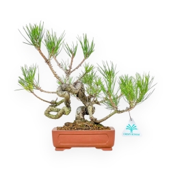 Pinus Thunbergii - Pino Negro - 29 cm