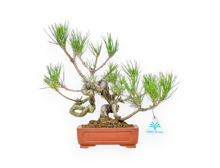 Pinus Thunbergii - Pino Nero - 29 cm