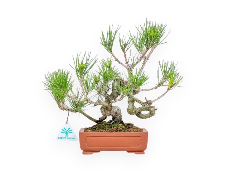 Pinus Thunbergii - Pino Negro - 29 cm