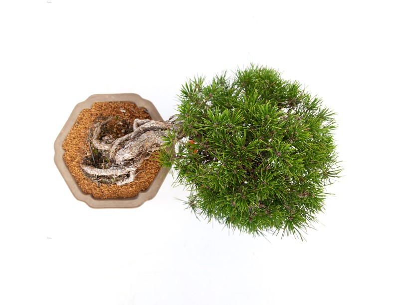 Pinus thunbergii - Pino nero - 22 cm