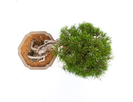 Pinus thunbergii - black pine - 22 cm