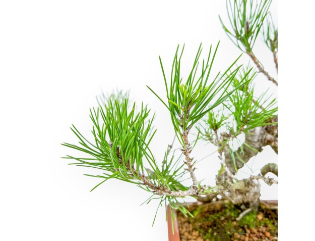 Pinus Thunbergii - Pin Noir - 29 cm 2
