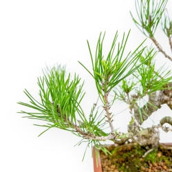 Pinus Thunbergii - Pino Negro - 29 cm