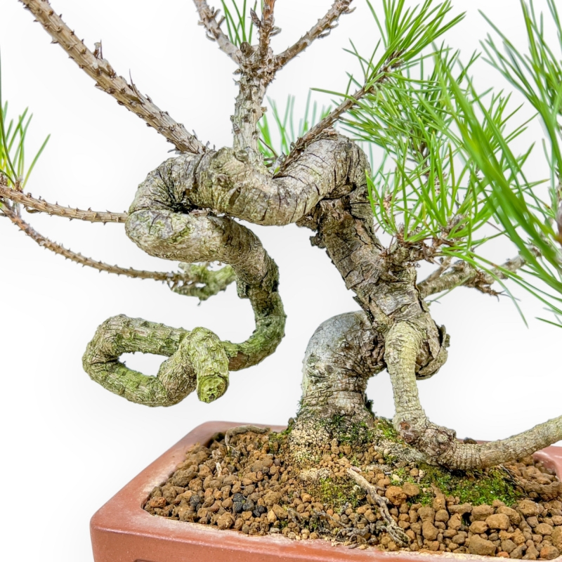 Pinus Thunbergii - Pin Noir - 29 cm