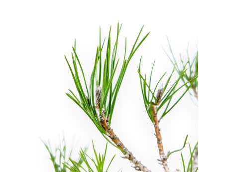 Pinus Thunbergii - Pino Nero - 29 cm