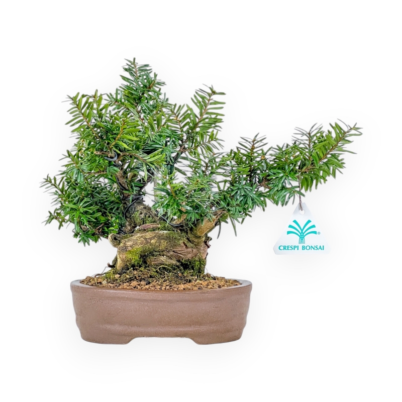 Taxus - Ifs - 25 cm