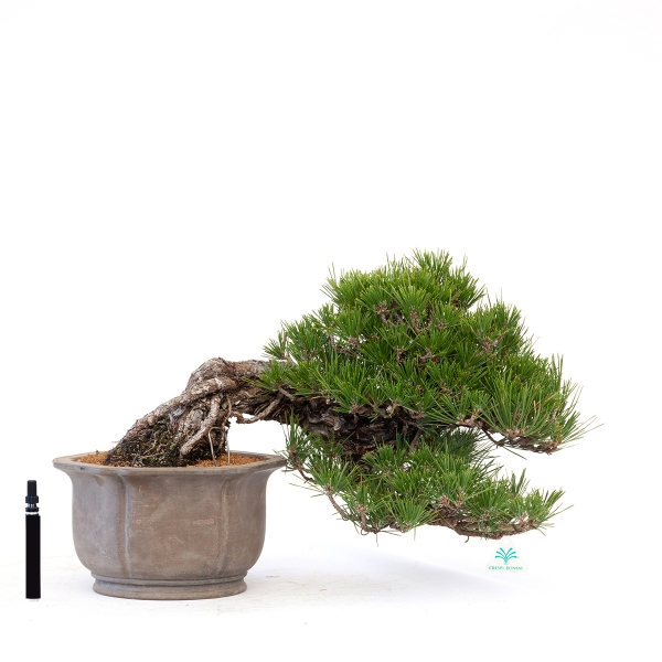 Pinus thunbergii - Pino nero - 22 cm