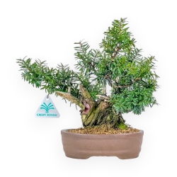 Taxus - Ifs - 25 cm