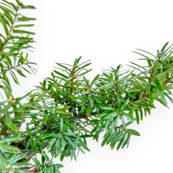 Taxus - Ifs - 25 cm