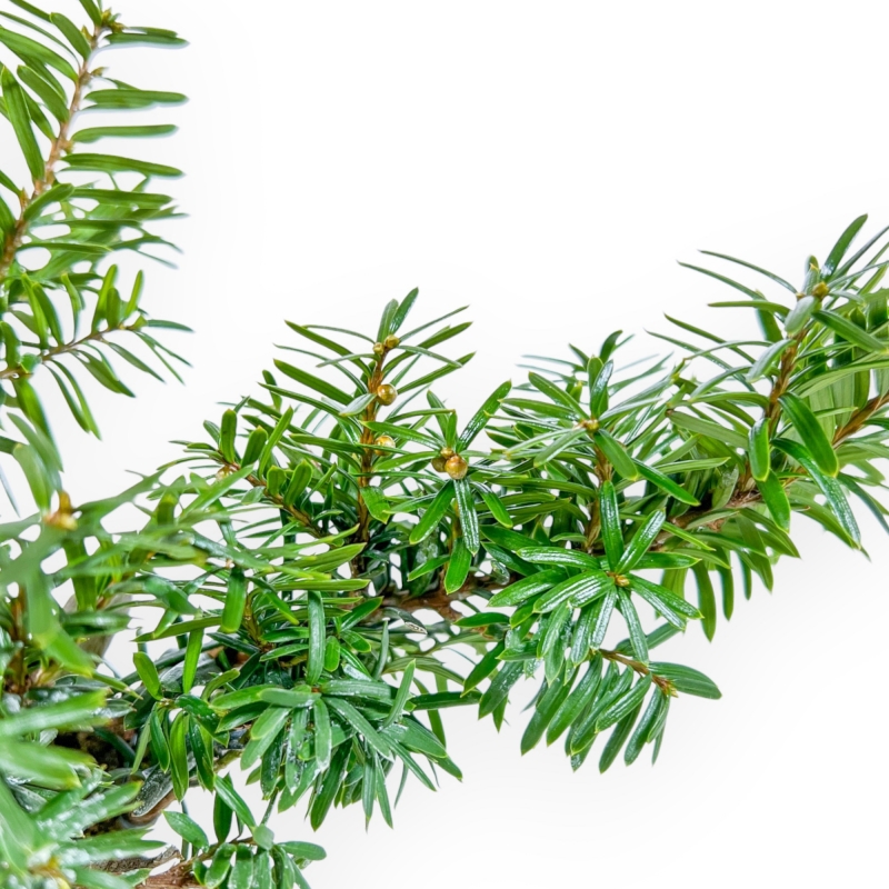 Taxus - Ifs - 25 cm