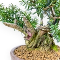 Taxus - Ifs - 25 cm