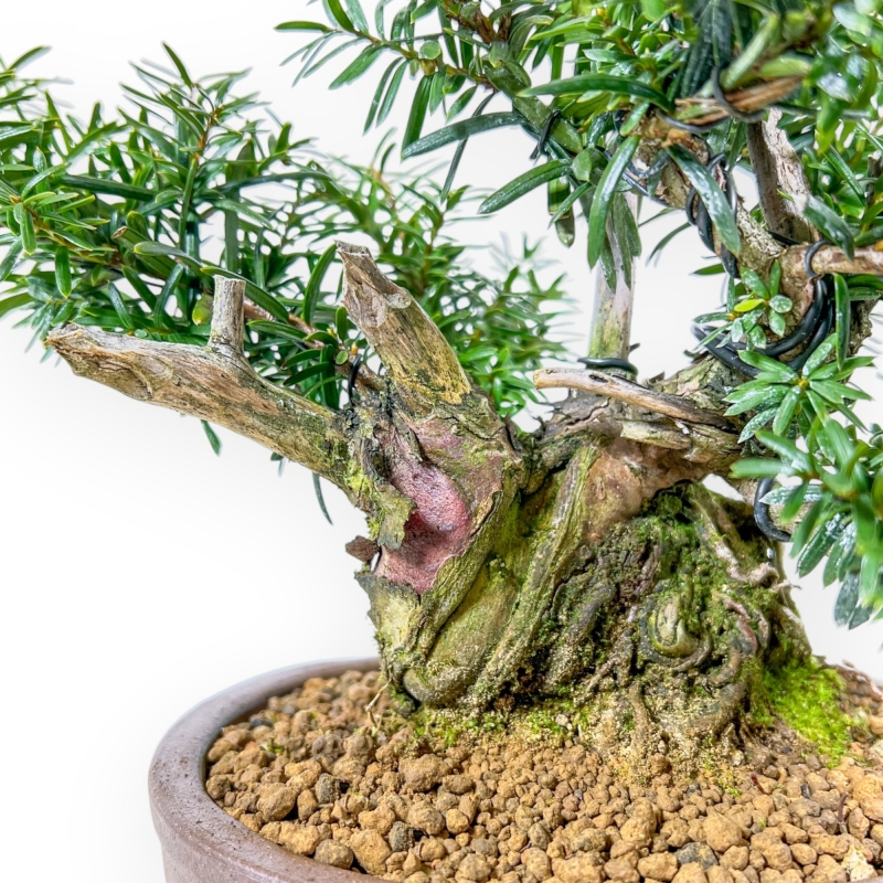 Taxus - Ifs - 25 cm