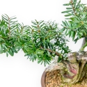 Taxus - Ifs - 25 cm