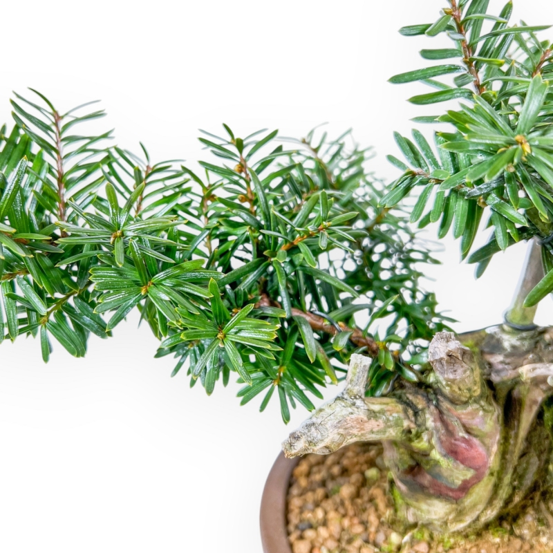 Taxus - Ifs - 25 cm