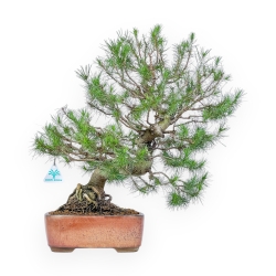 Pinus Halepensis - Aleppo Den - 50 cm