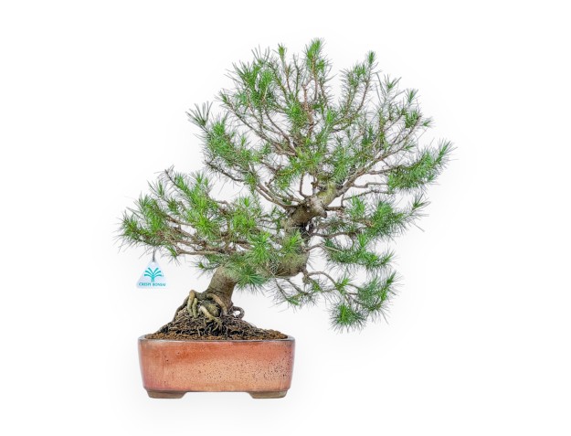 Pinus Halepensis - Aleppo Kiefern - 50 cm