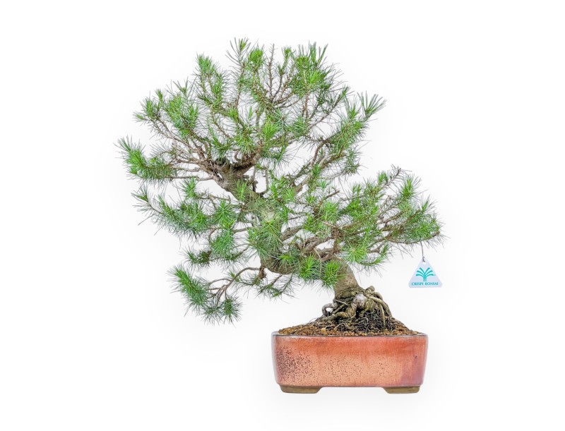 Pino Halepensis - Aleppo Pine - 50 cm