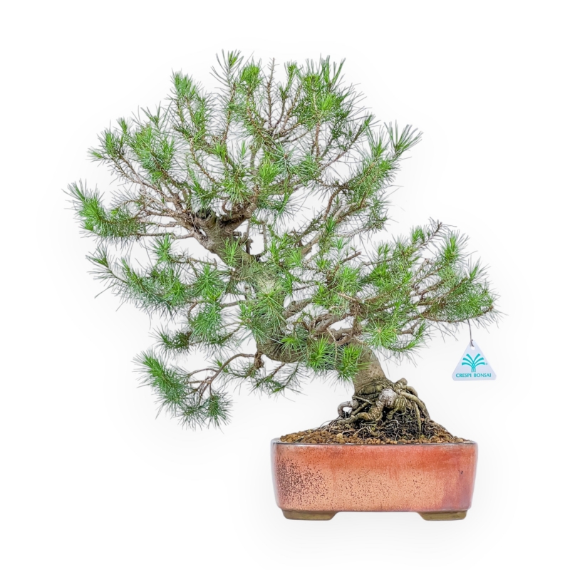 Pinus Halepensis - Aleppo Den - 50 cm