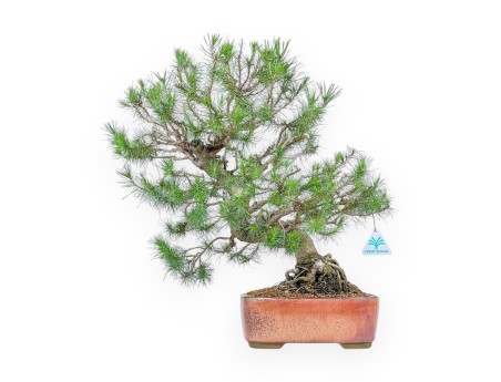 Pino Halepensis - Pino d’Aleppo - 50 cm