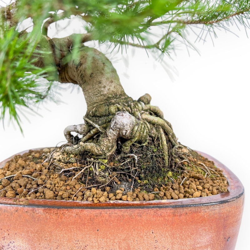 Pinus Halepensis - Aleppo Den - 50 cm