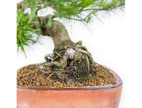 Pino Halepensis - Pino d’Aleppo - 50 cm