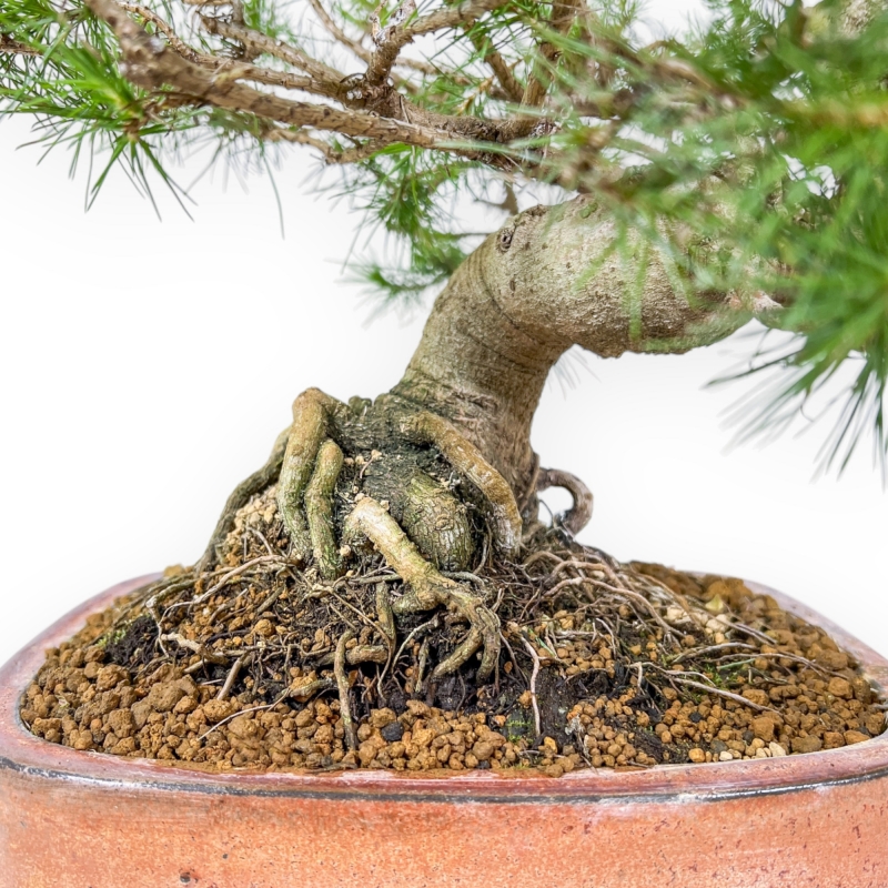 Pinus Halepensis - Aleppo Den - 50 cm