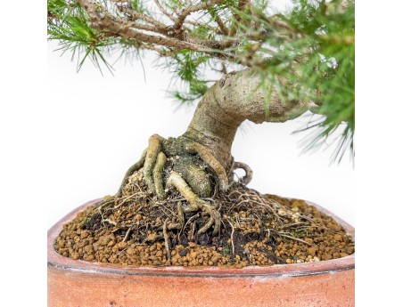 Pinus Halepensis - Aleppo Pino - 50 cm