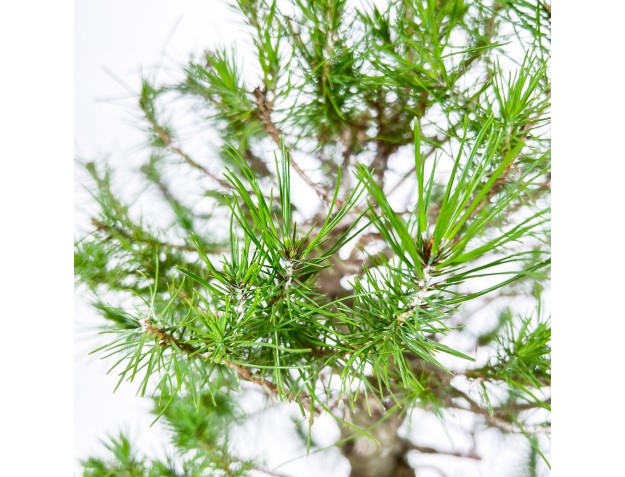 Pino Halepensis - Pin d’Alep - 50 cm 2