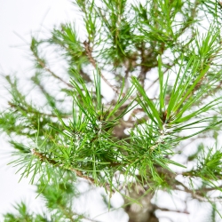 Pinus Halepensis - Aleppo Den - 50 cm