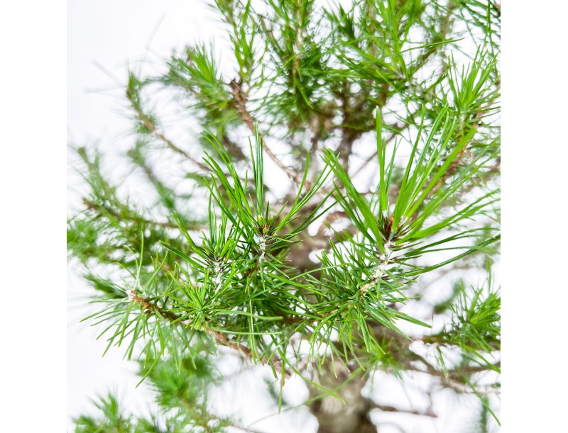 Pino Halepensis - Pino d’Aleppo - 50 cm