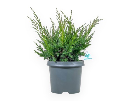 Juniperus Chinensis Blaauw - Wacholder - 44 cm