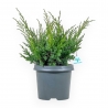Juniperus Chinensis Blaauw - Juniper - 44 cm