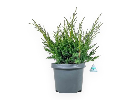 Juniperus Chinensis Blaauw - Enebro - 44 cm