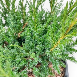 Juniperus Chinensis Blaauw - Ginepro - 44 cm
