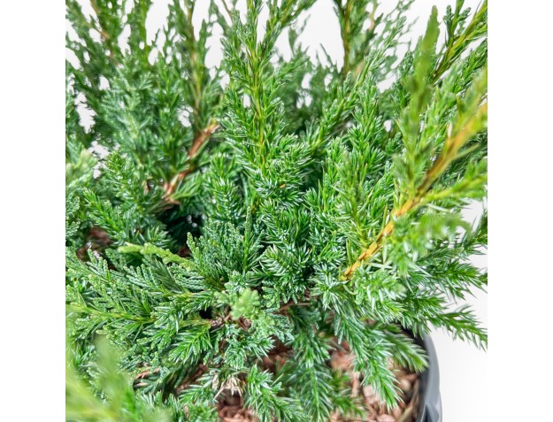 Juniperus Chinensis Blaauw - Juniper - 44 cm 2