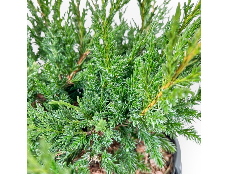 Juniperus Chinensis Blaauw - Juniper - 44 cm
