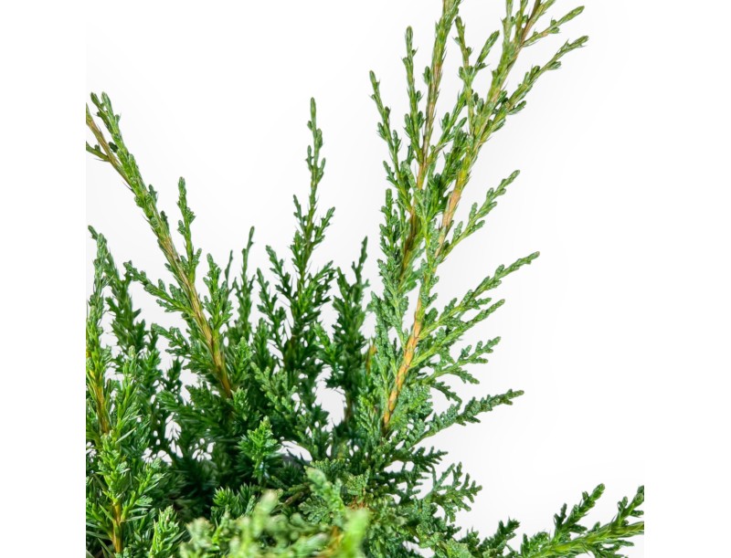 Juniperus Chinensis Blaauw - Juniper - 44 cm