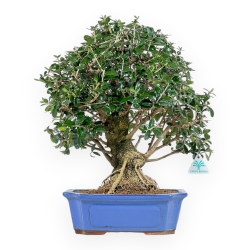 Olea Europaea - Olivier Européen - 45 cm