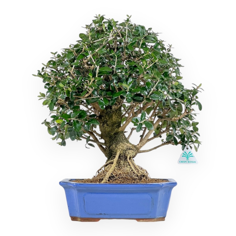 Olea Europaea - Olivo - 45 cm