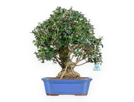 Olea Europaea - Olivo - 45 cm