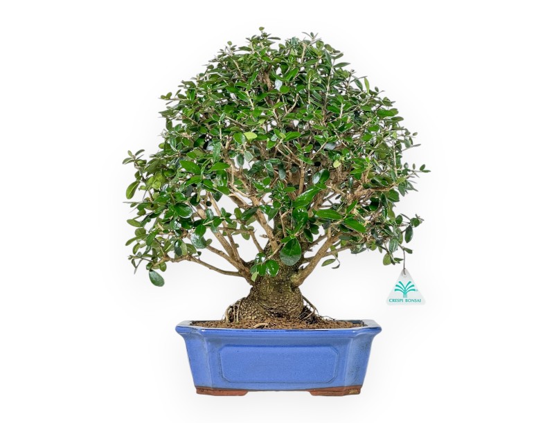 Olea Europaea - Olivier Européen - 45 cm