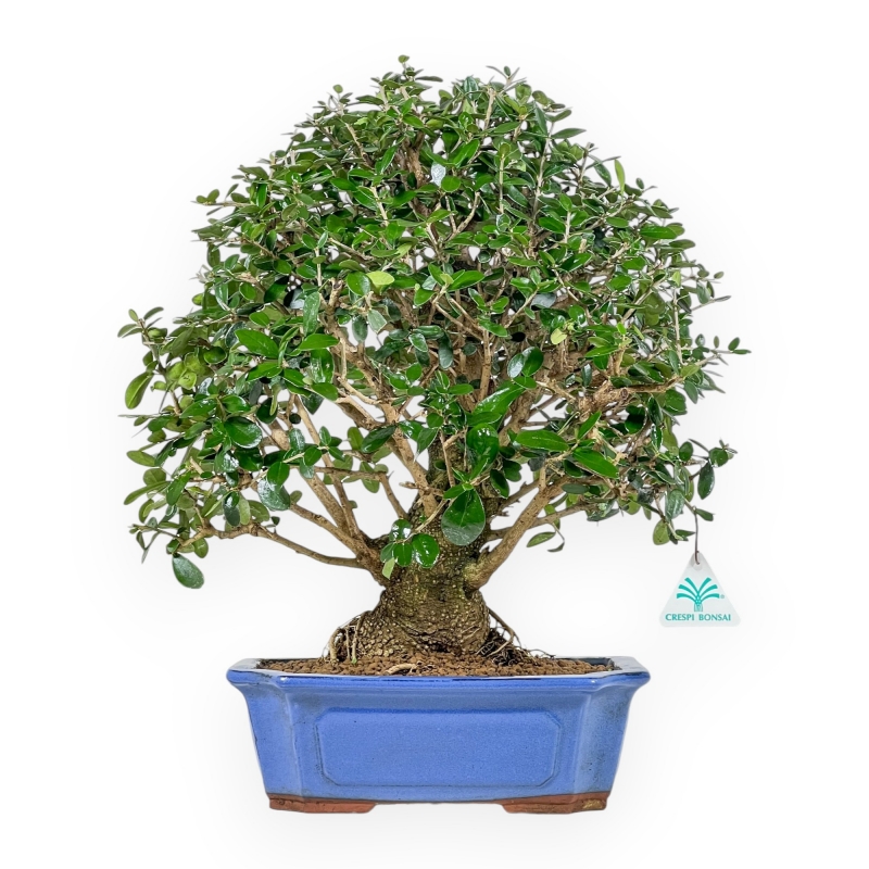 Olea Europaea - Olivo - 45 cm