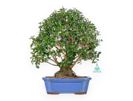 Olea Europaea - Olivo - 45 cm