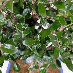 Olea Europaea - Olivier Européen - 45 cm