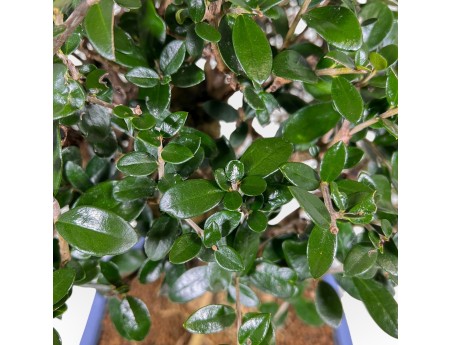 Olea Europaea - European Olive - 45 cm