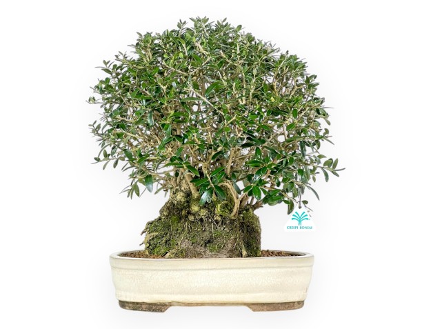 Olea Europaea Sylvestris - Olivier Européen - 45 cm